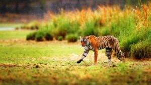 Alwar-Sariska-Tiger-Reserve