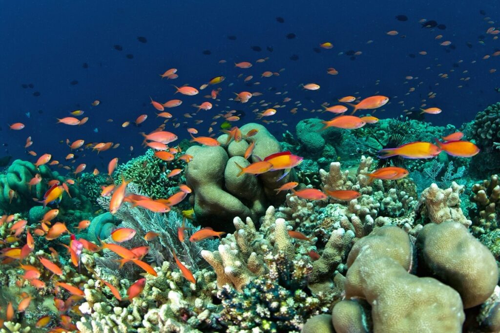 Bunaken National Marine Park Indonesia