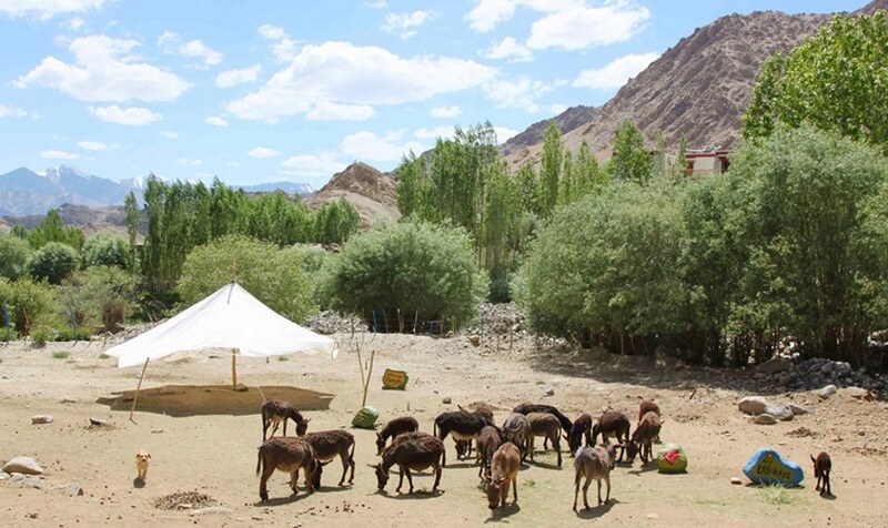 Leh Donkey Sanctuary