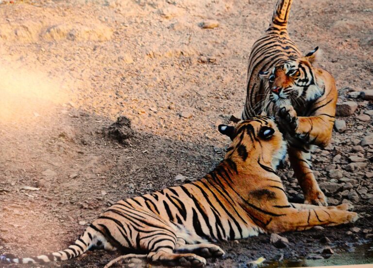 List of some of the best Wildlife National Park of Rajasthan