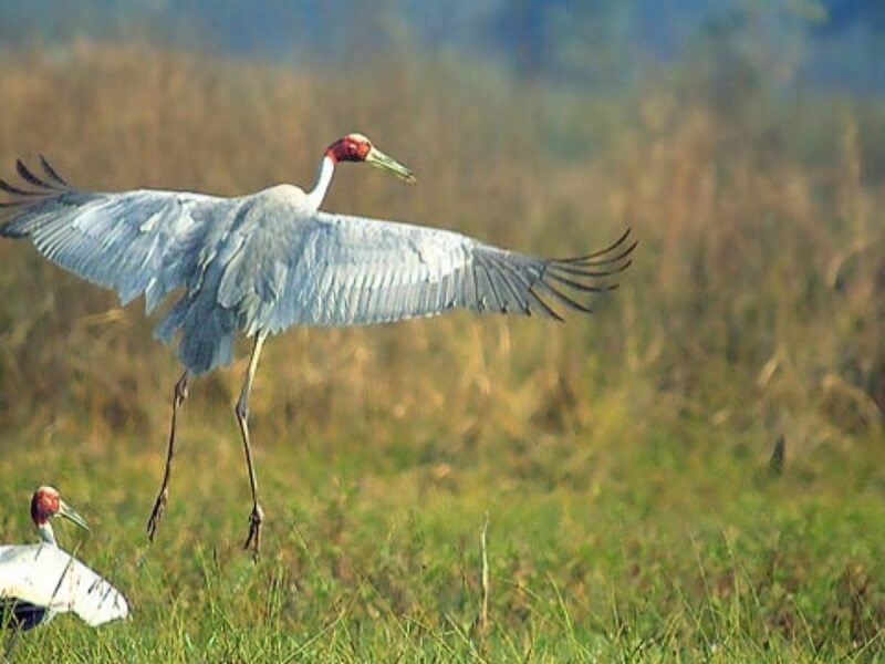 Navegaon National Park, Maharashtra