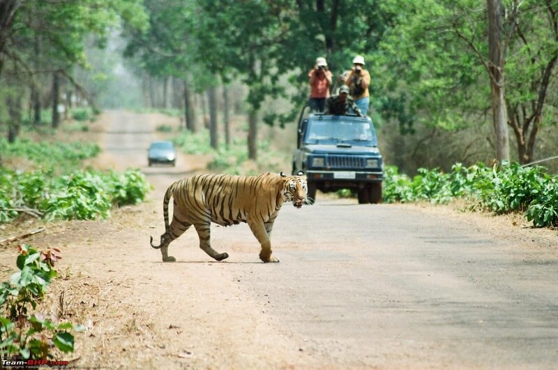Tadoba Andhari Tiger Reserve