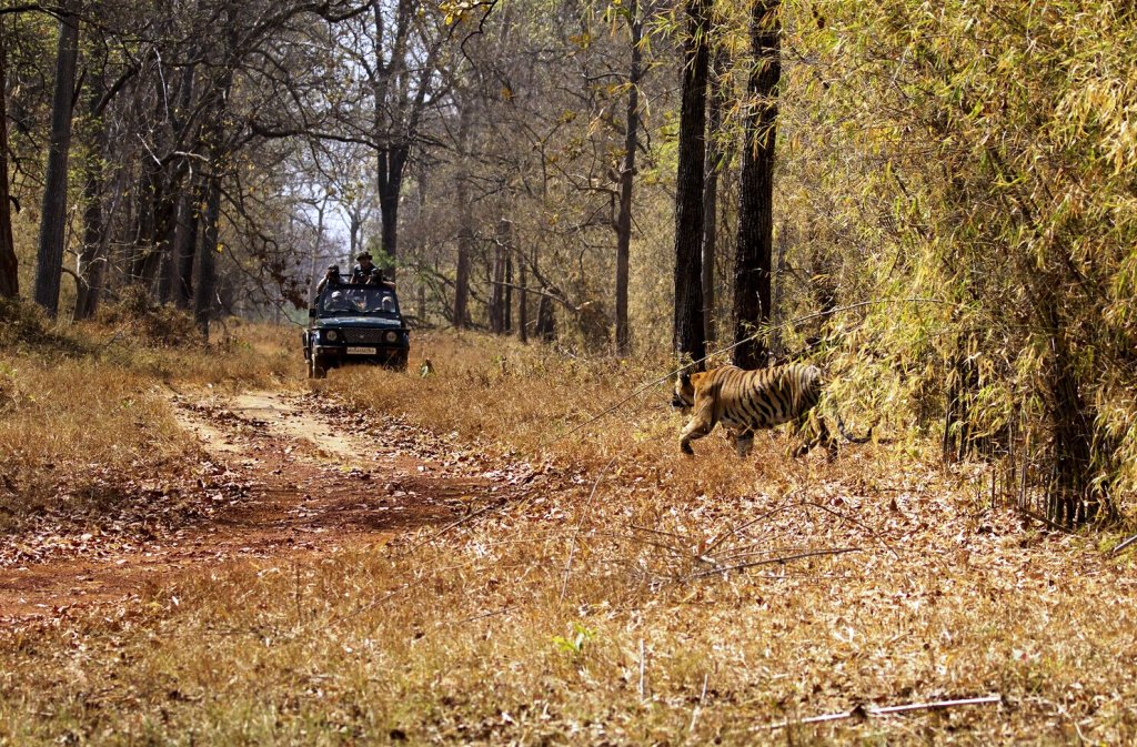 Here is a List of Popular National Parks in Maharashtra