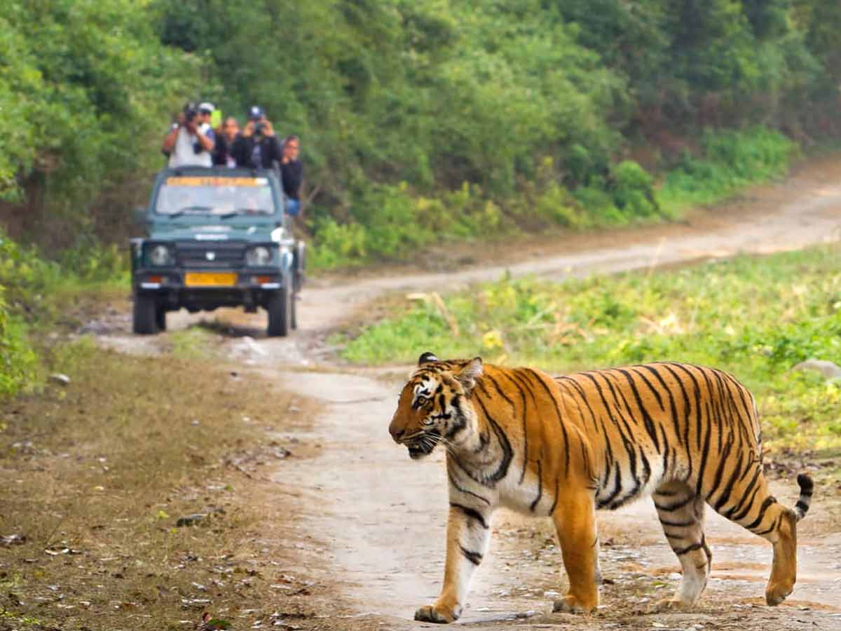 jungle safari in Jim Corbett