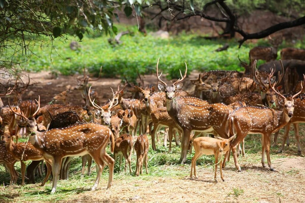 Chail Wildlife Sanctuary, Himachal