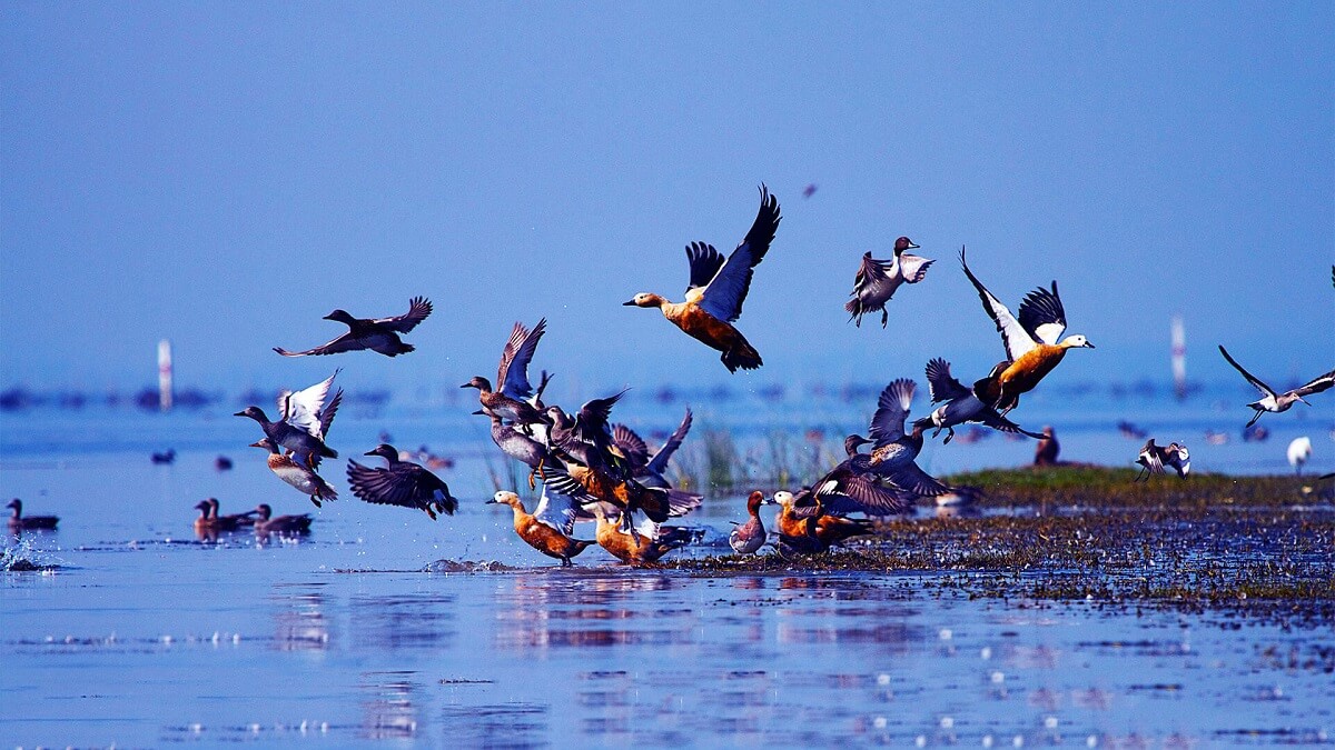 Chilika Lake Bird Sanctuary, Odisha