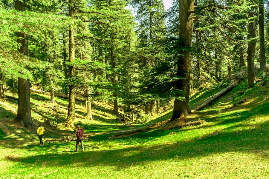 Himalayan Nature Park, Chail Kufri Road, Himachal