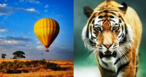 first hot air balloon safari infamous tiger reserve in Madhya Pradesh