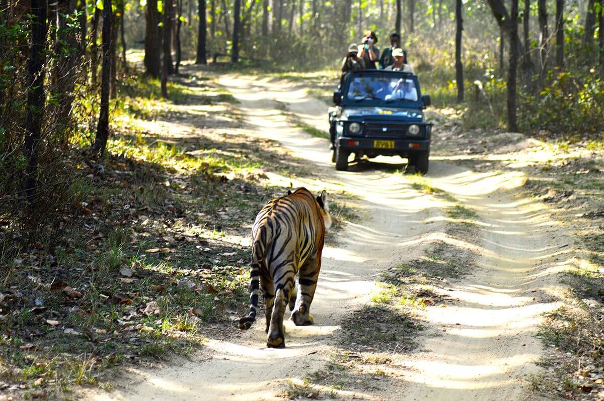 Jungle Safari, Kanha National Park, Madhya Pradesh