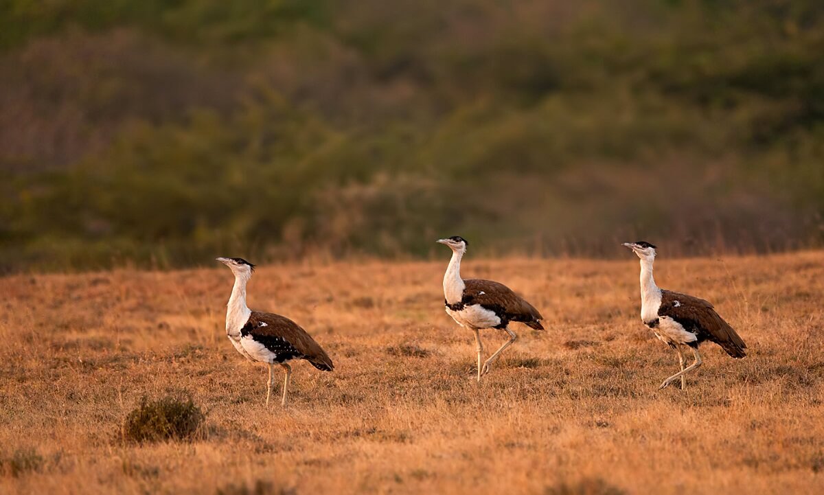 Kutch Great Indian Bustard Sanctuary, Gujarat