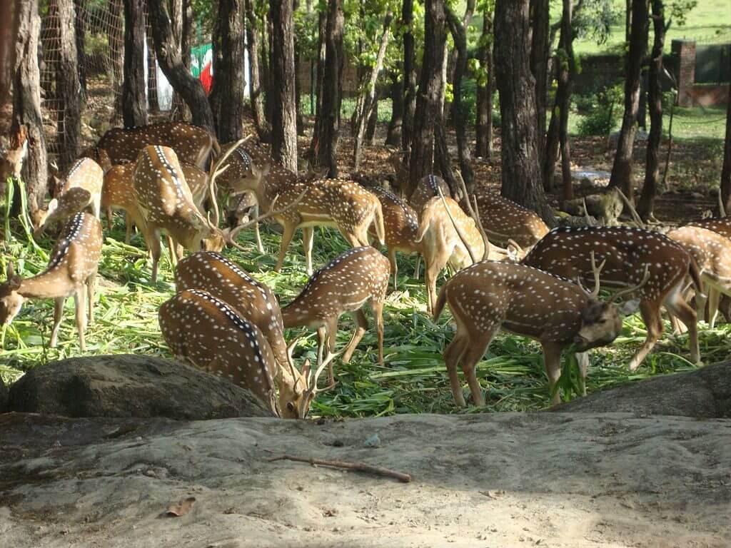 Malsi Deer Park, Dehradun, Uttarakhand