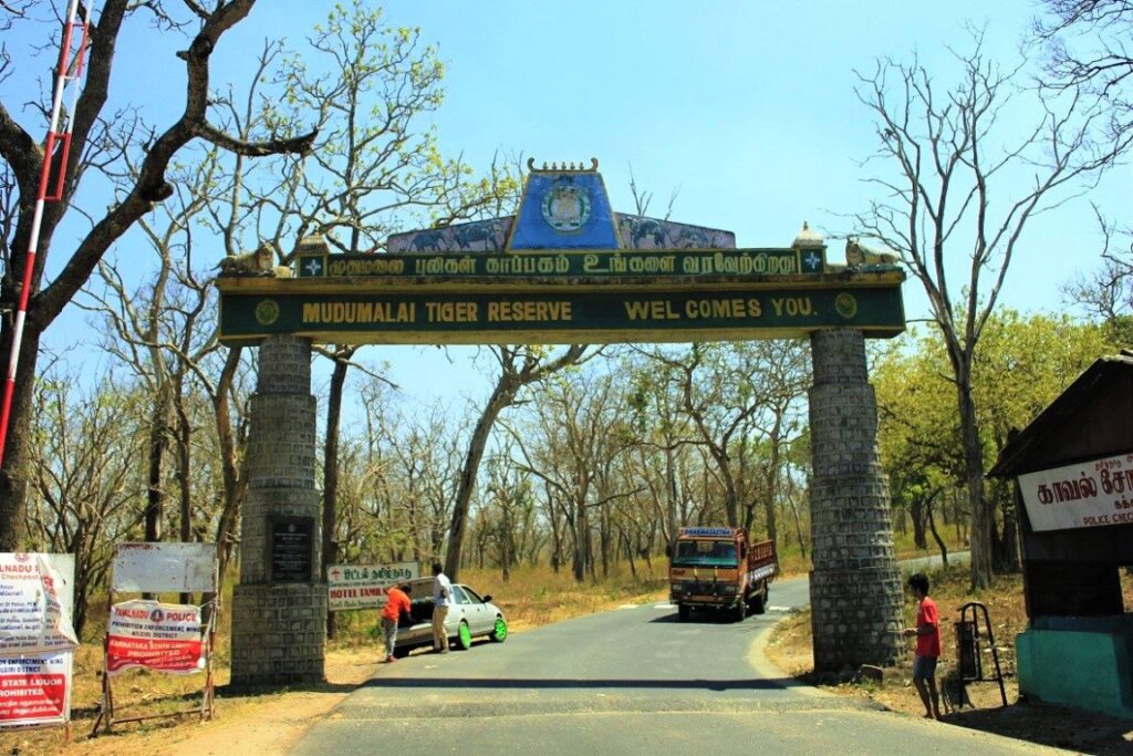 Reopening of Tiger reserve in Mudumalai
