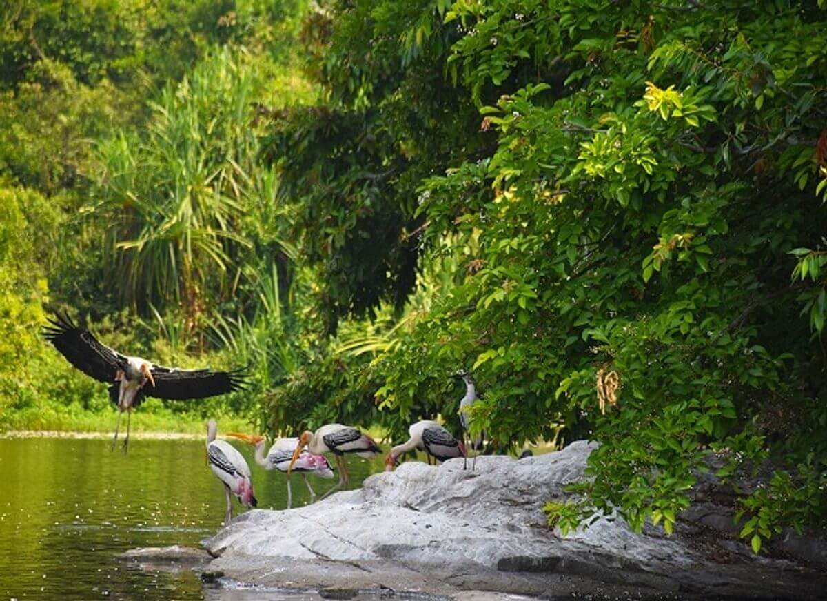 Salim Ali Bird Sanctuary, Goa