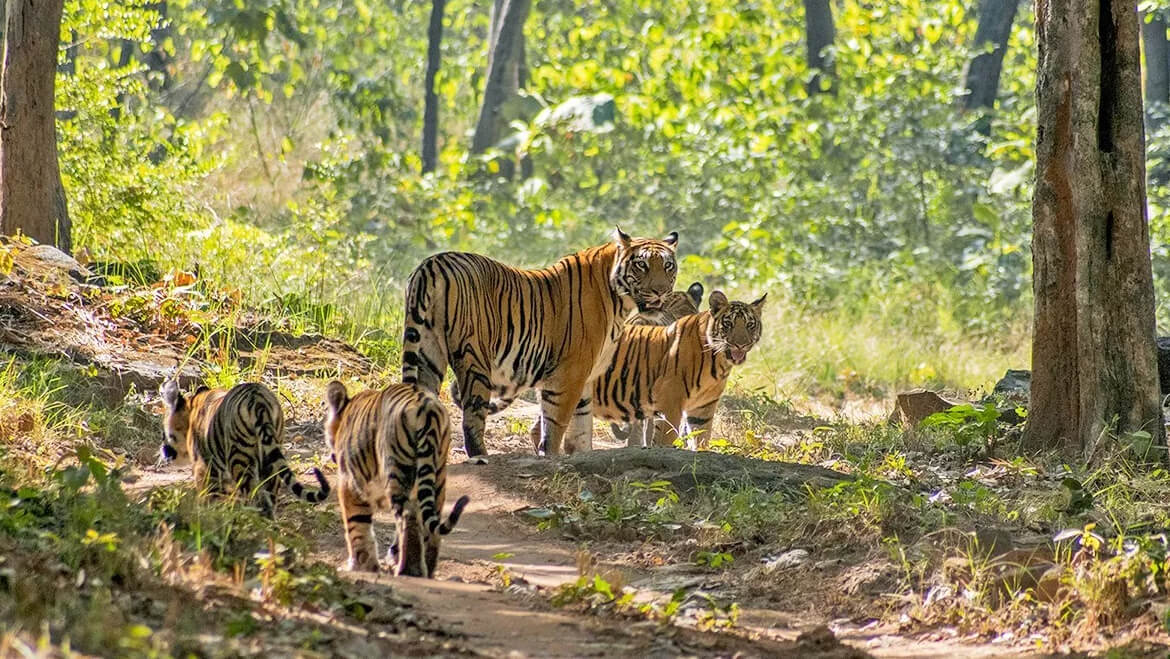Satpura National Park, Madhya Pradesh