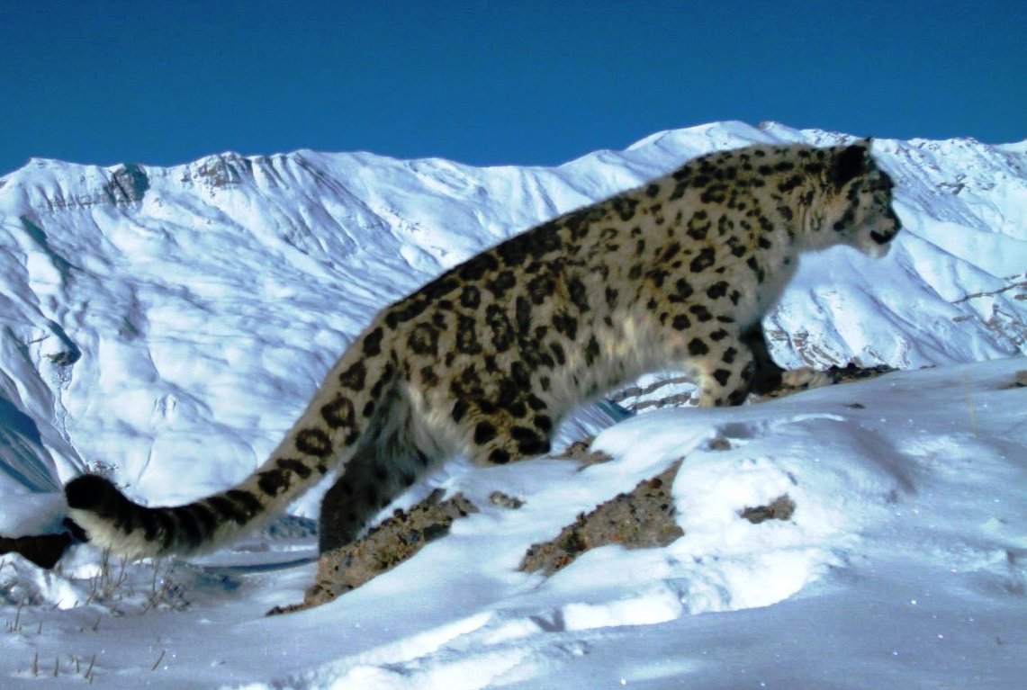 snow leopard tours