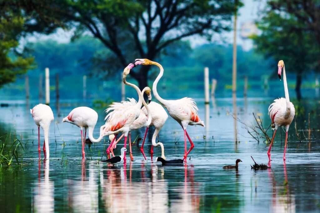 Top 10 Bird Sanctuaries in India