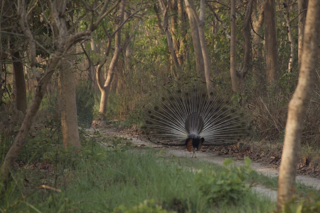 Dudhwa National Park