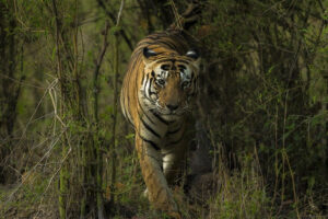 24 Wildlife Sanctuary and National Park in Uttar Pradesh