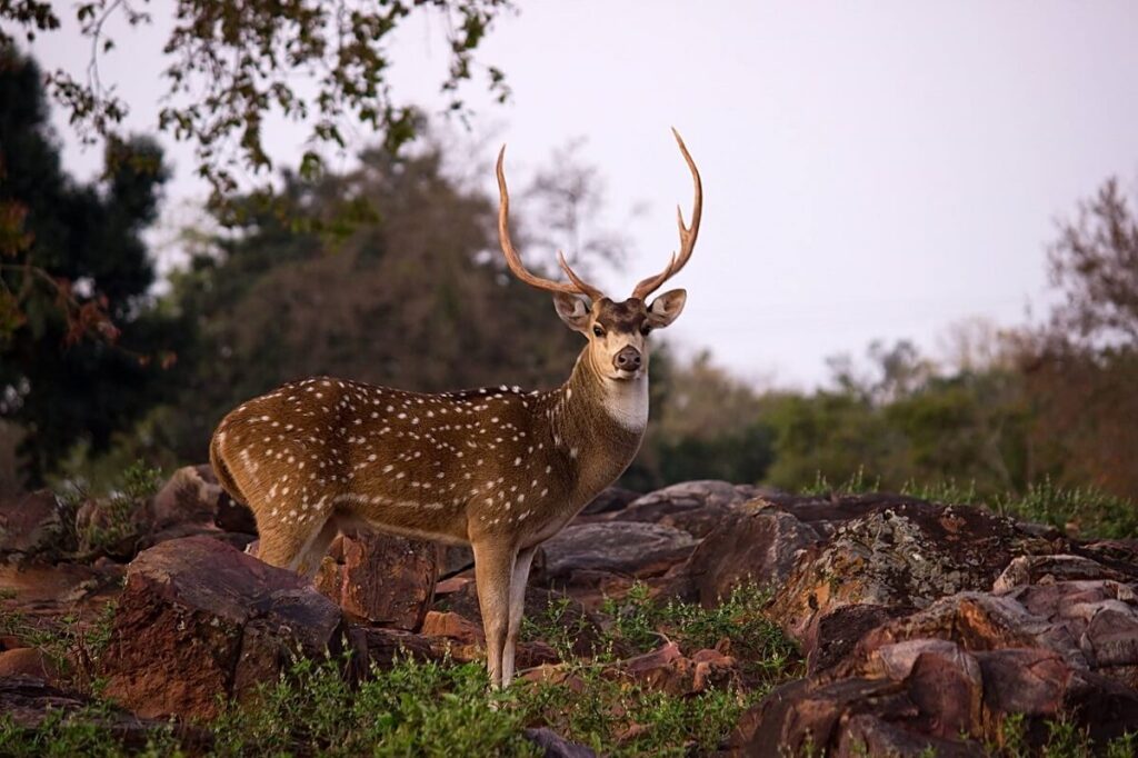 Kambalakonda Wildlife Sanctuary Visakhapatnam