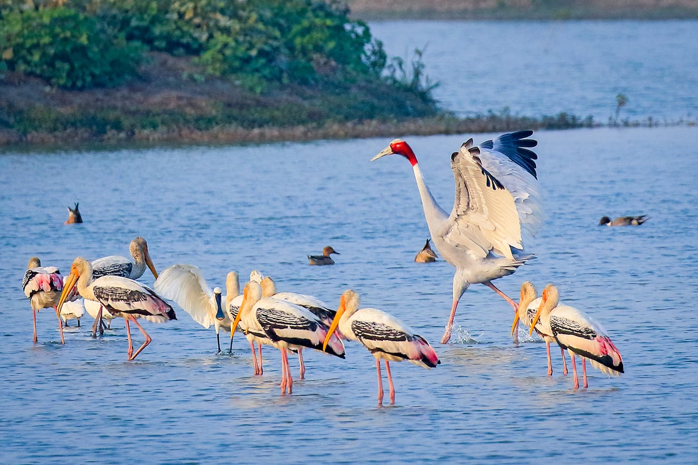 Lakh Bahosi Bird Wildlife Sanctuary