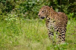 Top Spots for Leopard Sightings in India