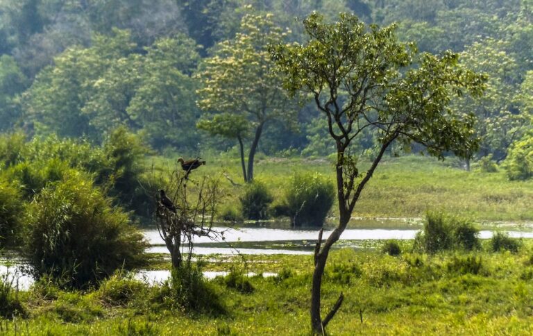 Manas National Park