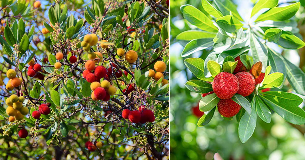 Peora, the bowl of the fruit of Uttarakhand