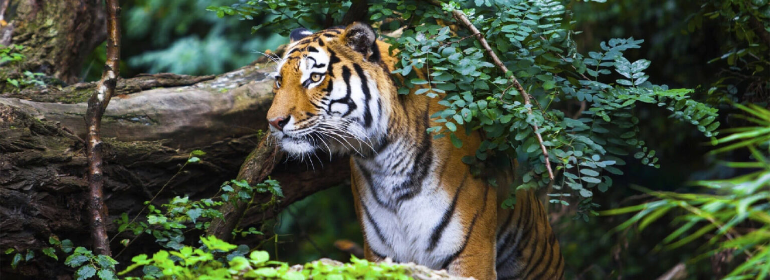 Pilibhit Wildlife Sanctuary