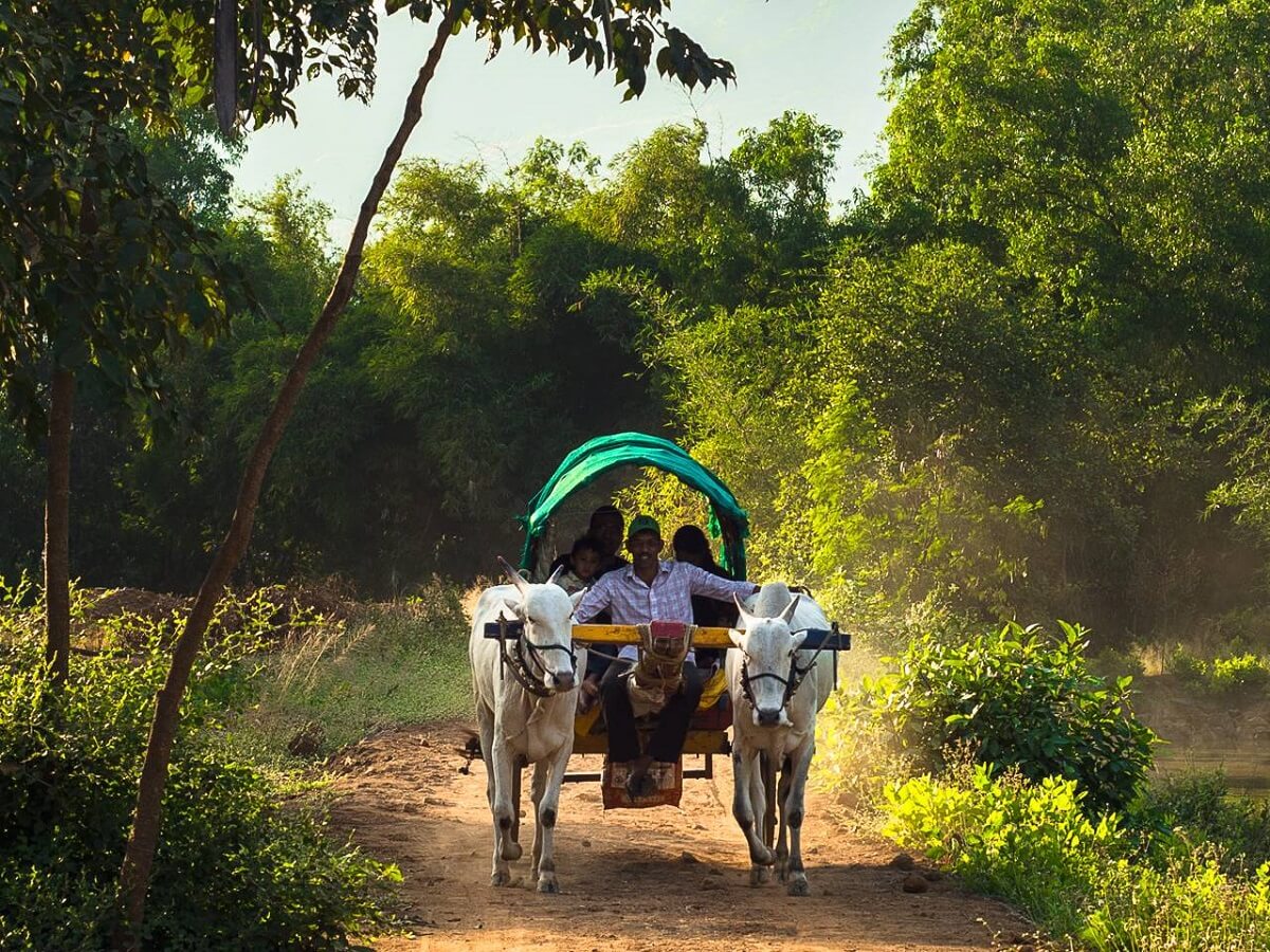 Ride in a Bullock Cart Kerala