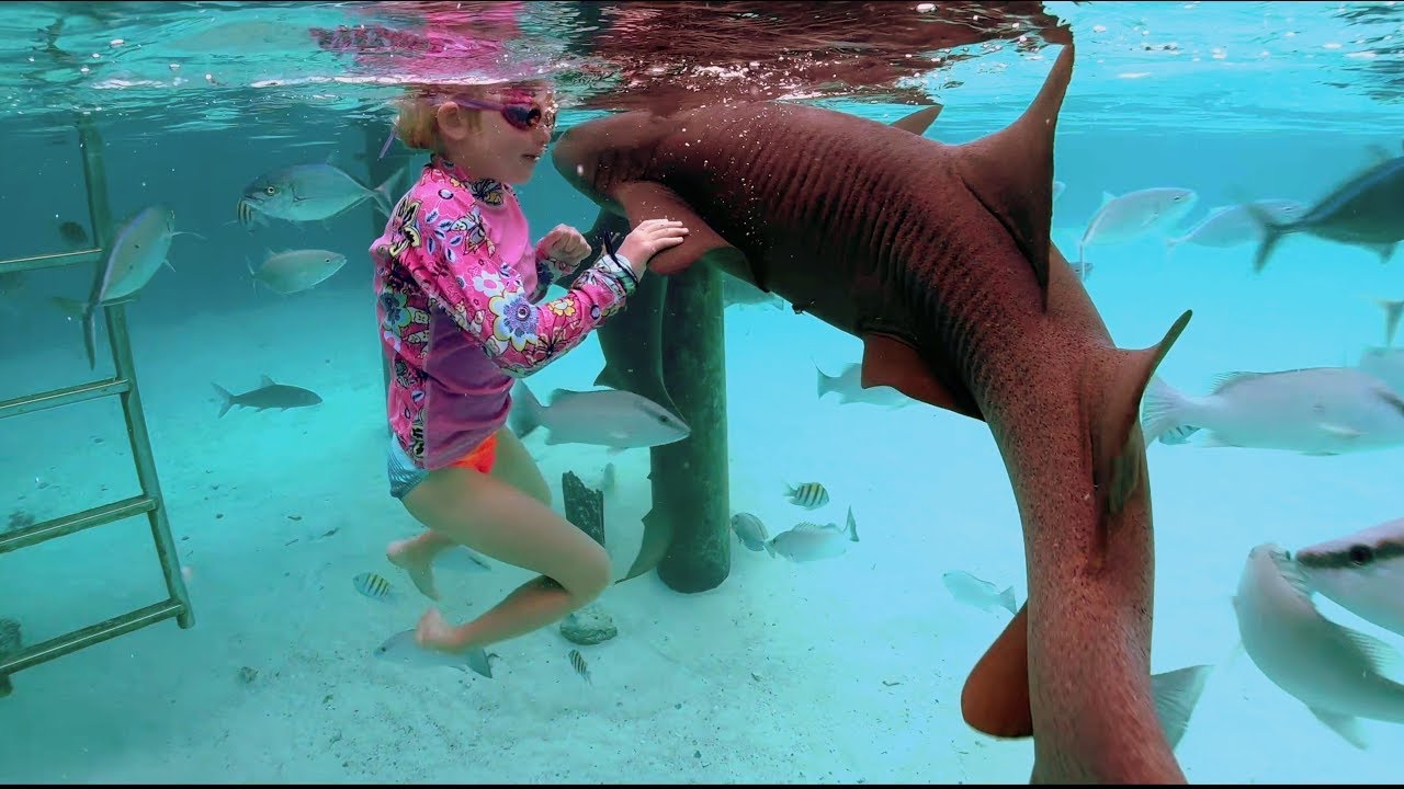 Swim with the Sharks