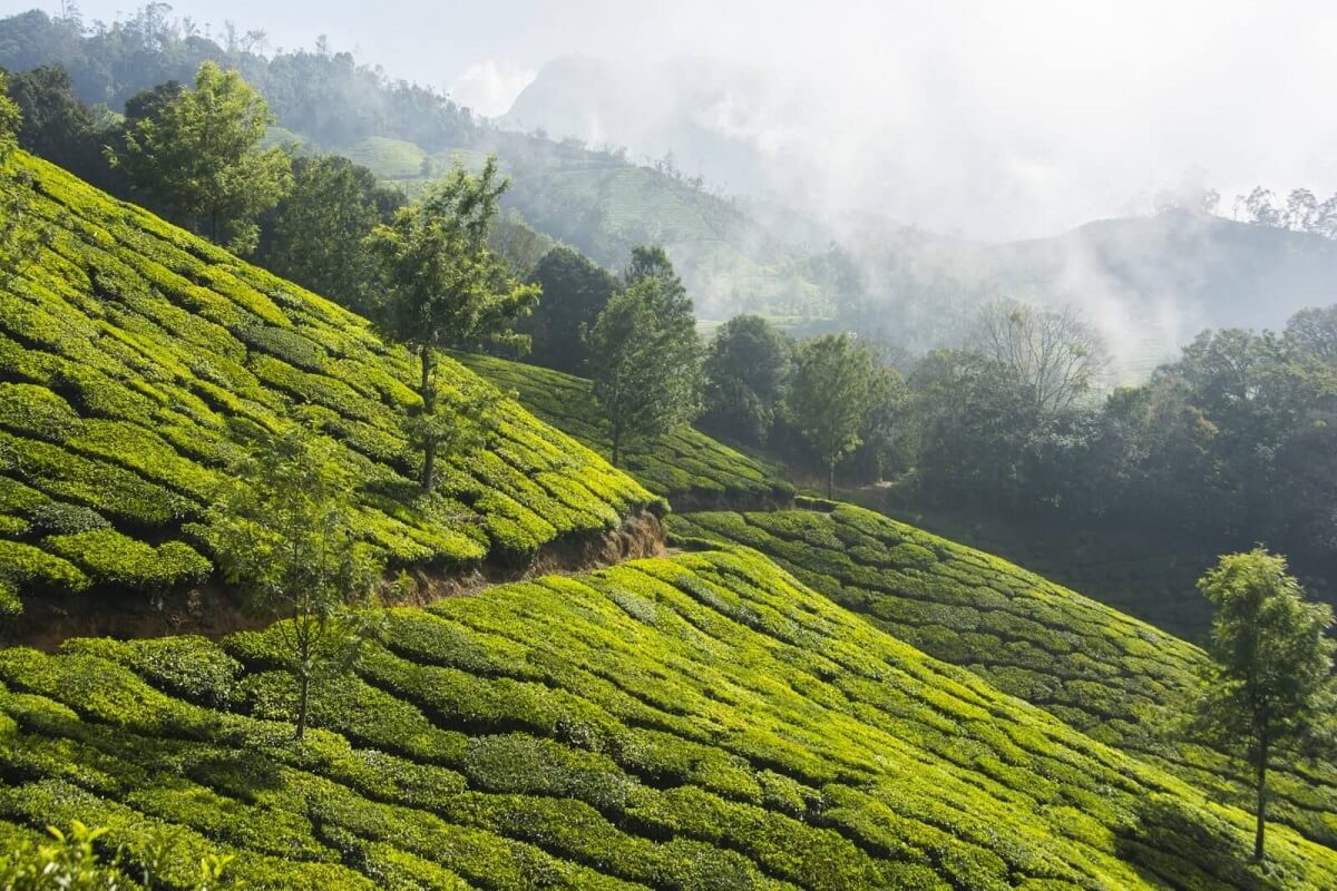 Tea Gardens, Dharamshala, Himachal