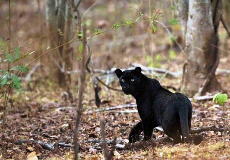 black-panther-madumalai-national-park