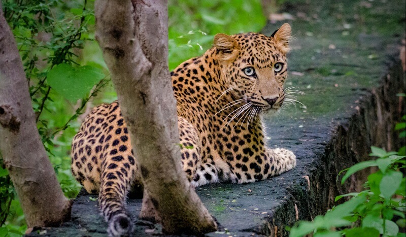 Dhela Zone Jim Corbett National Park