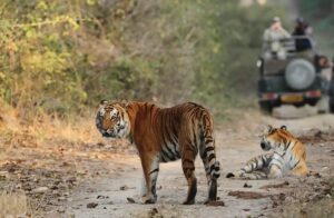 6 Best Safari Zones in Jim Corbett National Park