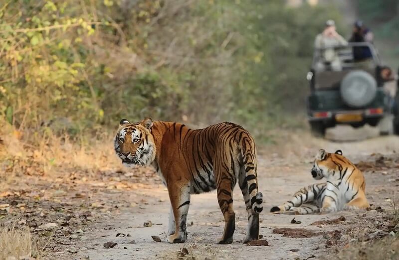 Jim corbet national park tigers, national park safari