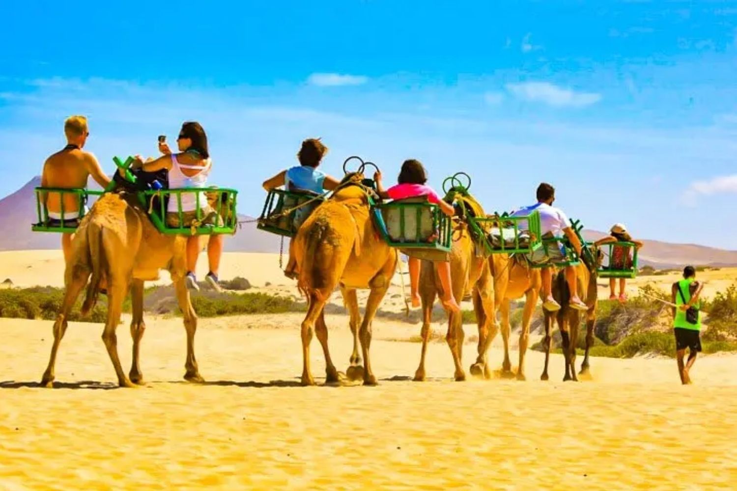 Kashmir Camel Safari