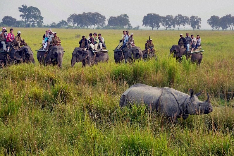 Visit Kaziranga National Park, Assam