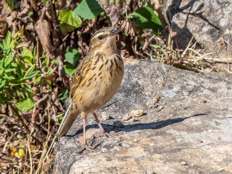 Bird Watching Attractions Kerala