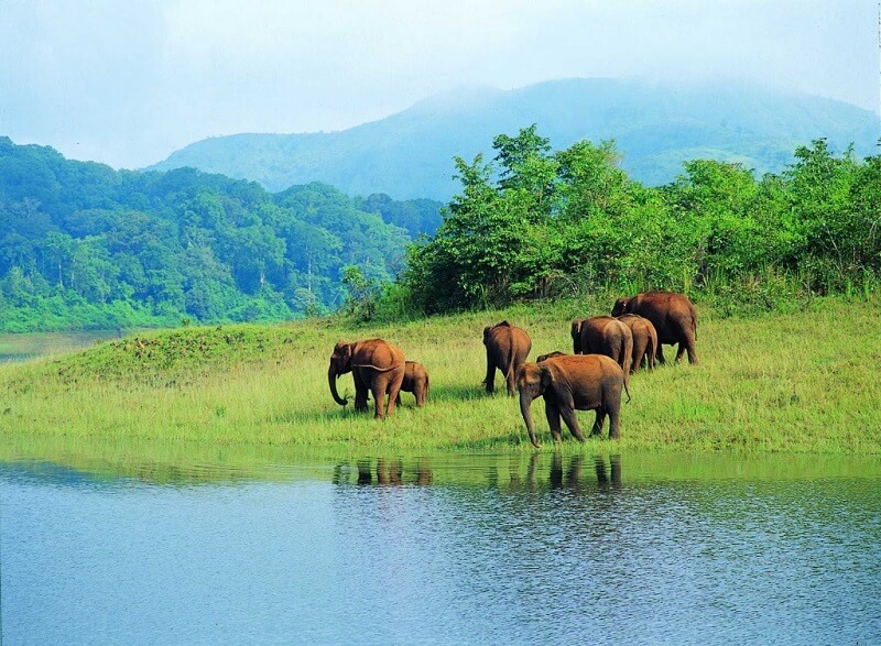 Wildlife Spots Kerala
