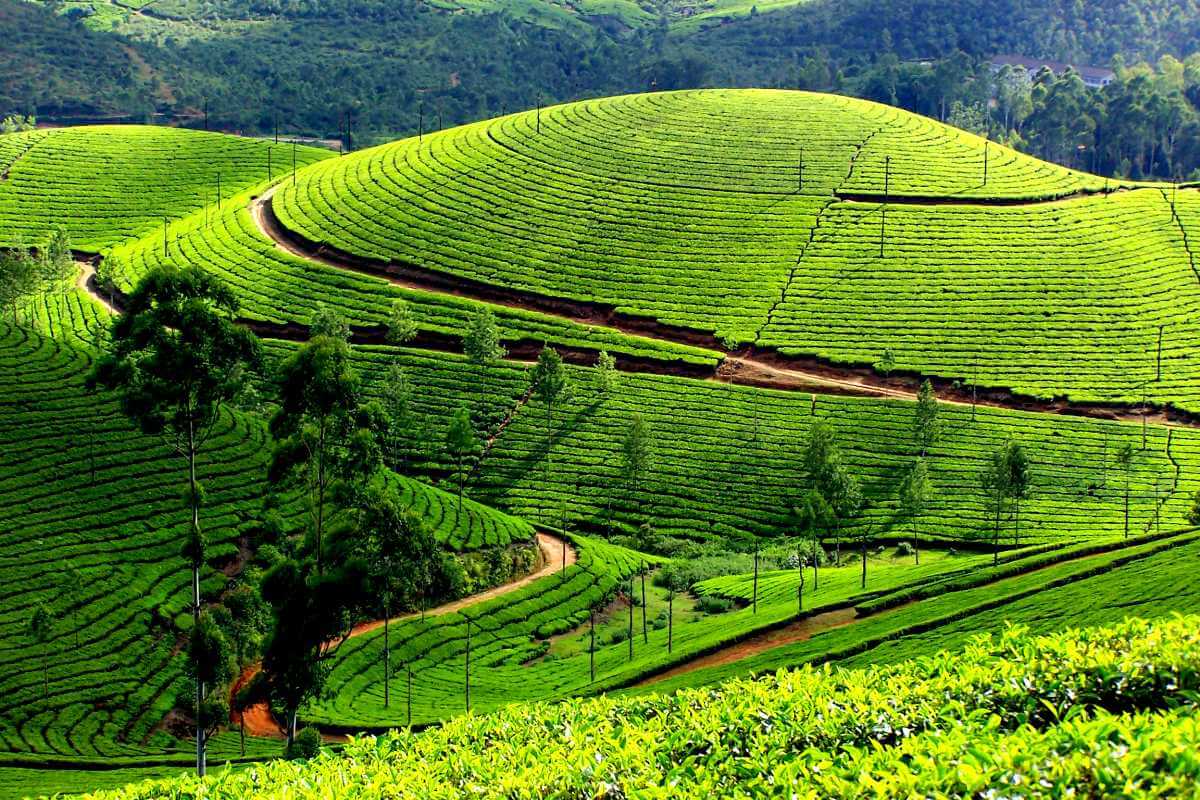 Pallivasal Tea Garden Munnar Kerala