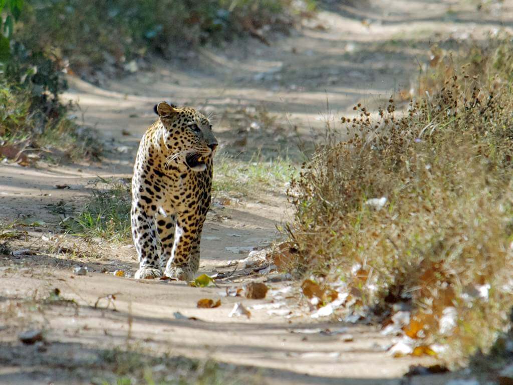 Sita Mata Wildlife Sanctuary, Chittorgarh, Rajasthan