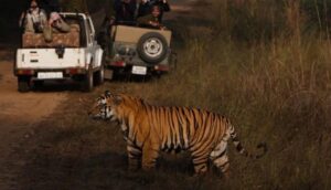 night-safari-in-pench-national-park-madhya-pradesh