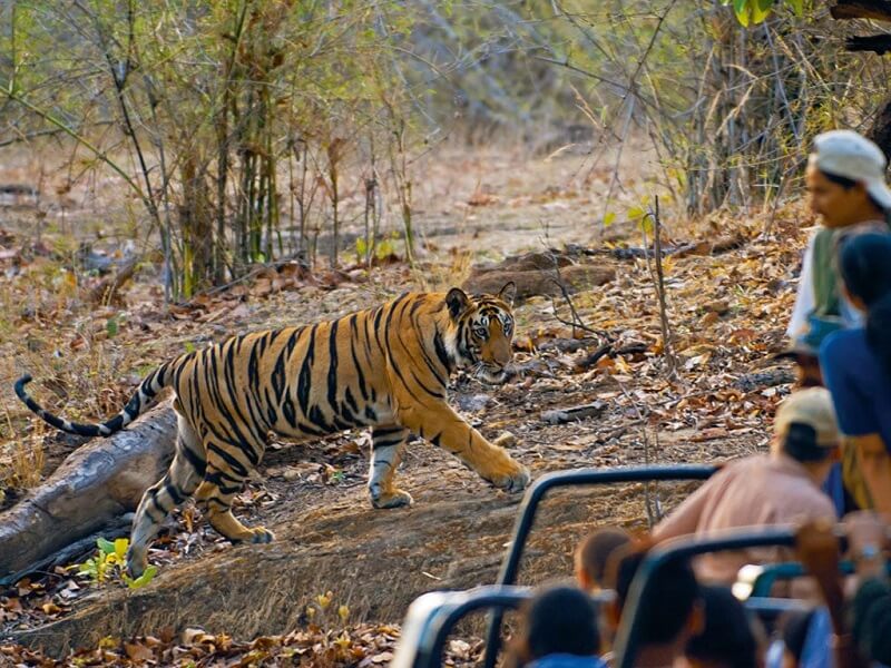 Bandhavgarh National Park, Madhya Pradesh