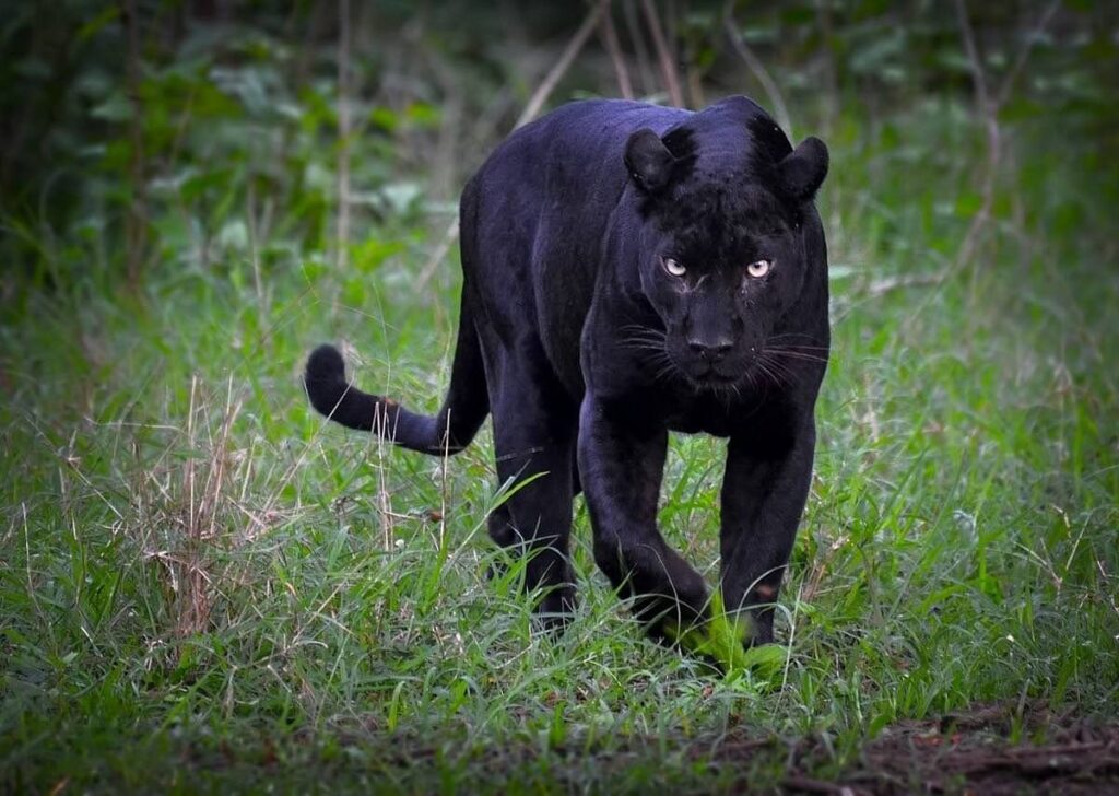 Kabini National Park, Karnataka