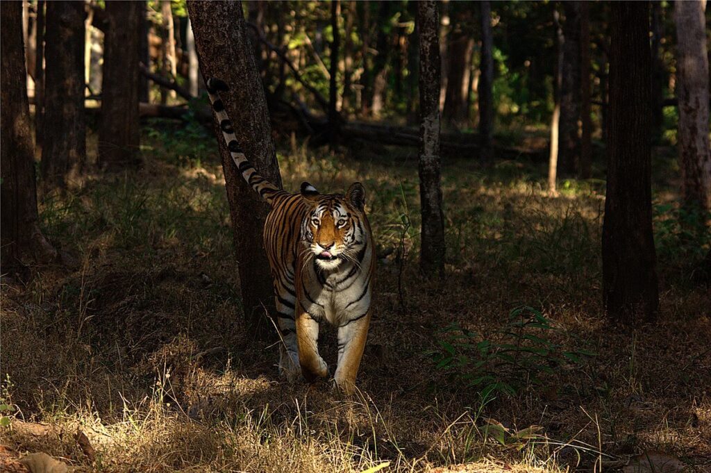 Pench National Park, Madhya Pradesh