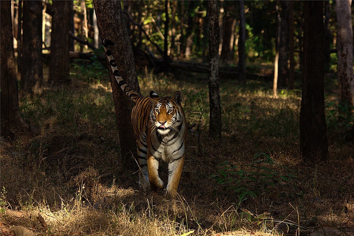 Pench National Park, Madhya Pradesh