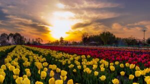 tulip festival
