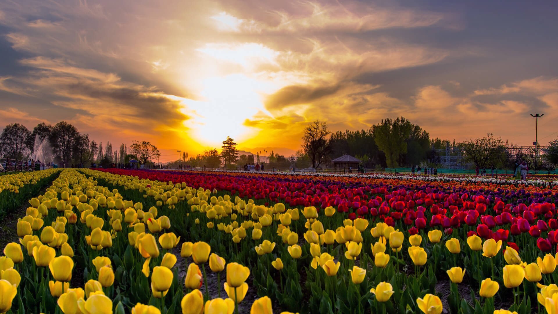 Kashmir is all set to Celebrate a 6day Tulip Festival from 19th March