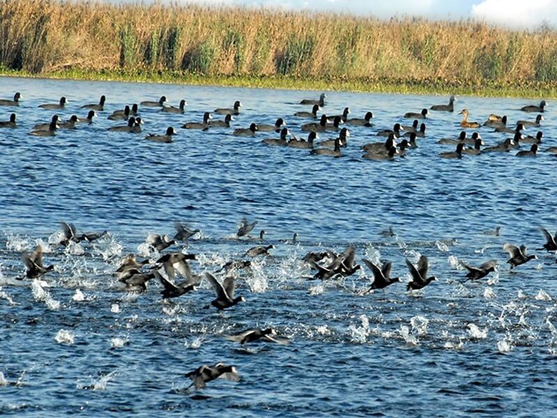 Bird Watching at Harike Wetland, Amritsar