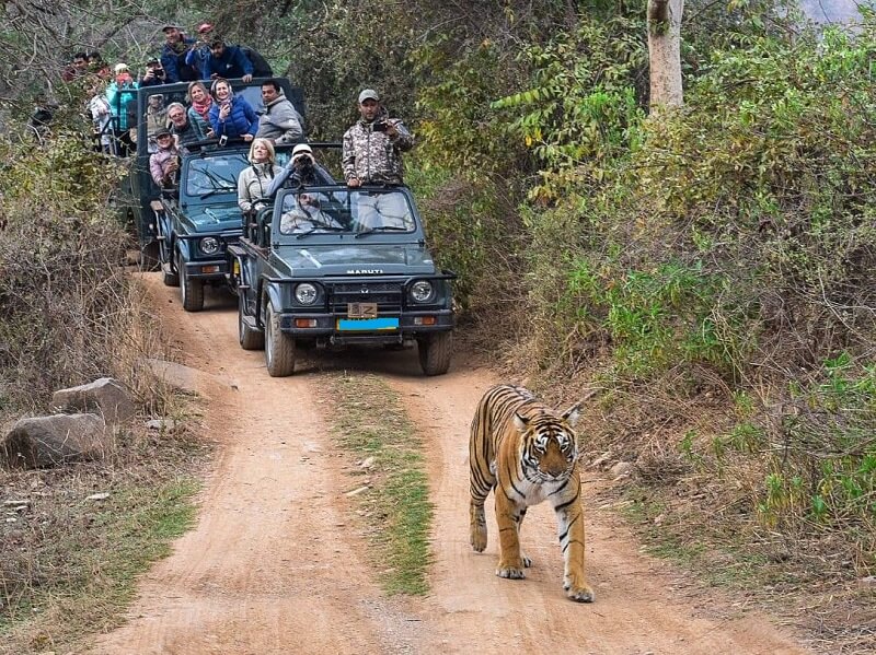 Ranthambore National Park
